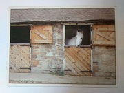 Pocztówka Mattel Barbie koń konie 