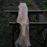 deska tarcica orzech włoski orzecha włoskiego 6