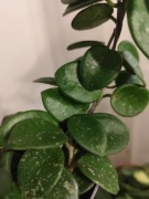 Hoya Mathilde cięta sadzonka 