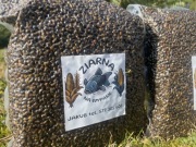 Gotowana Konopia 1kg