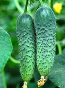 Ogórek Merengue F1 - Nasiona Holenderskie