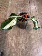 Hoya Carnosa Madara Green Edge