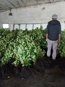 Laurowiśnia 70 100 110cm Producent Novita caucasica genolia etna elly 