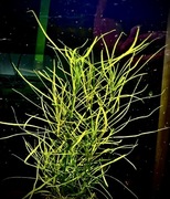 Pogostemon Octopus sadzonka ok 15 cm, hodowla podwodna