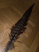 Pióra ogonowe bażanta łownego