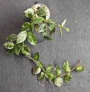 Hoya krohniana- sadzonka ukorzeniona
