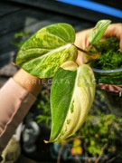 Philodendron Gloriosum tricolour filodendron Gloriosum tricolor variegata 