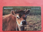 JERSEY  /  STARA  /     -  Karta telefoniczna / Niski nakład /  KROWY