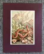 Chromolitografia Grafika Rozgwiazdy Życie w Morzu Meyers XIX w