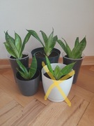 Sansevieria trifasciata Hahnii