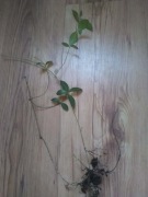 Barwinek pospolity, sadzonki, 10szt.