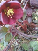 ciemiernik helleborus ViV collection 15 nasion