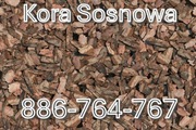 Kora Sosnowa Ogrodowa