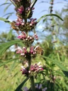 Miododajny serdecznik syberyjski - nasiona