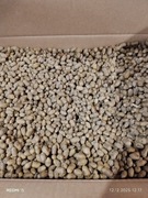 Murarka rogatą promocja 100 szt kokony pszczoła  