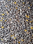 BARYT łubin żółty szerokolistny słodki w typie Mister Puma Salut zanęta