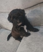 Pies shih-poo samiec – pudel miniatura red i shih tzu tricolor.