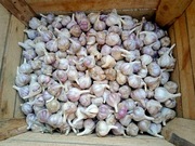 Polski, zdrowy czosnek harnaś 15 główek 