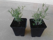 Lawenda wąskolistna 'Hidcote'