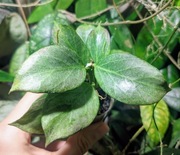 Hoya Obscura Silver Cryptic Chrome - cięty szczyt