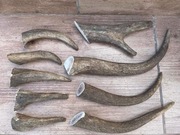 Gryzak dla psa z poroża