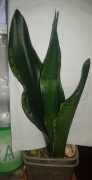Sansevieria Silver flame sansewieria