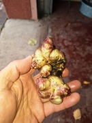 Yacon (Smallanthus sonchifolius)