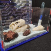 Wystrój terarium formikarium czaszka t-rex