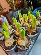 Hiacynt w doniczce - cebula kwiatowa (przed kwitnieniem) 