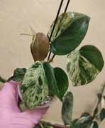 Filodendron Scandens variegata