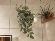 Sztuczna trzykrotka, fejka Ikea 2 szt.