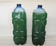 Fitoplankton zielony morski Nannochloropsis Salina 1 Litr