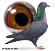 Młode para 14 Oryg. A&W Drapa Inbred Blacky 1239 gołebie pocztowe 