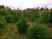 Świerk Choinka Bydgoszcz Plantacja