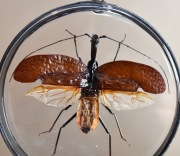 Kolekcja chrząszczy, MorPH2 gablotka dwustronna. Mormolyce phyllodes