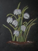 Przebiśniegi pastele suche