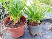 Liliowiec żółty Stella de Oro niski