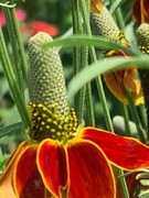 Ratibida nasiona mix kolorów 