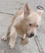 Labradory biszkoptowe i brązowa sunia