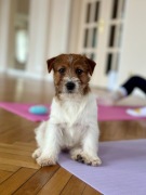 suczka Jack Russell terrier szorstkowłosa ZKWP/FCI