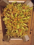 Suszona lipa/ kwiat lipy - 200 g