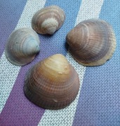 Zesta 4 muszelek 