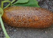 OGÓREK BROWN RUSSIAN - UKRAIŃSKI BRĄZOWY