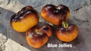 Pomidor Blue Jollies. Przepiękny, duże owoce. 