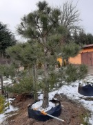 Sosna czarna duża 2,7m w pojemniku.Świetny materiał na bonsai ogrodowe