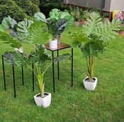 Filodendron w doniczce 120 cm