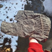 Skamieniałość duży odcisk paproci Neuropteris