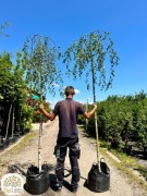 Betula pendula Youngii, Brzoza brodawkowata, obwód 8-10cm, pień 220cm