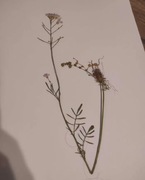 Zielnik, Rośliny do zielnika 10 szt