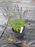 Przetacznik rozesłany 